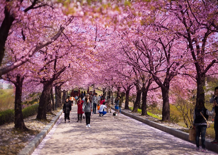 Visa Korea Mudah Bersama GoVisa dan Panduan Lengkap Cara Mengurus Visa Korea dari Indonesia