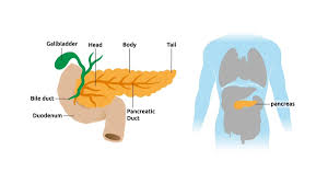 Pengertian Pankreas: Organ Penting dalam Sistem Pencernaan Manusia