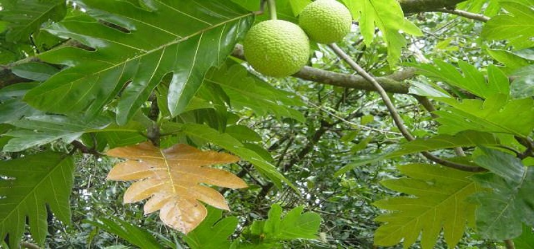 Fakta Luar Biasa dari Daun Sukun Bagi Kesehatan Tubuh